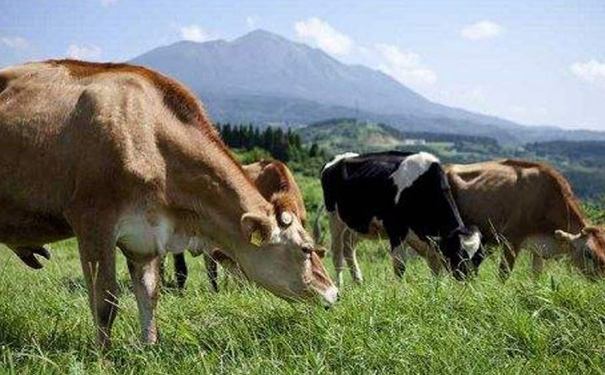 才智飼養(yǎng)APP開(kāi)發(fā)