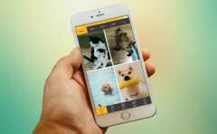 寵物社交APP開發(fā)功能需求有哪些？